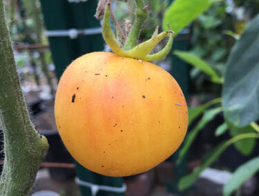 Garden Peach