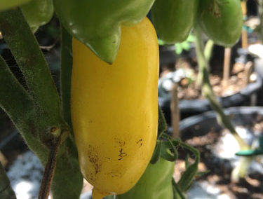 Bananen Platano De Australia Tomato