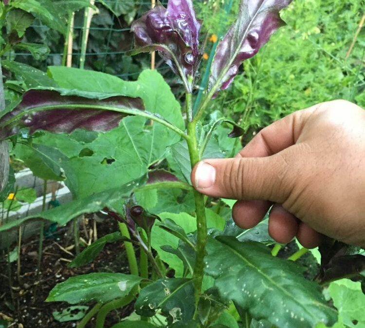 Okinawa spinach (Gynura Procumbens Red)