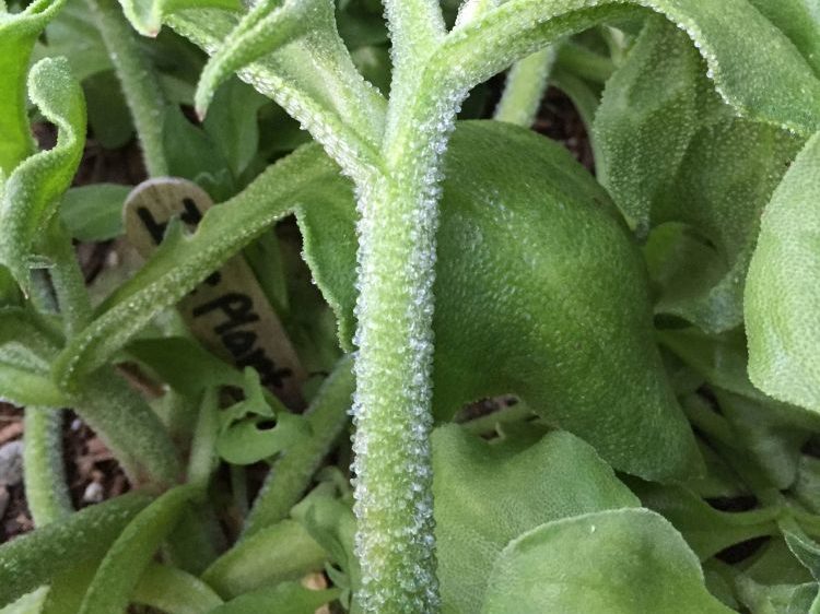 Ice Plant (Mesembryanthemum cristallinum)