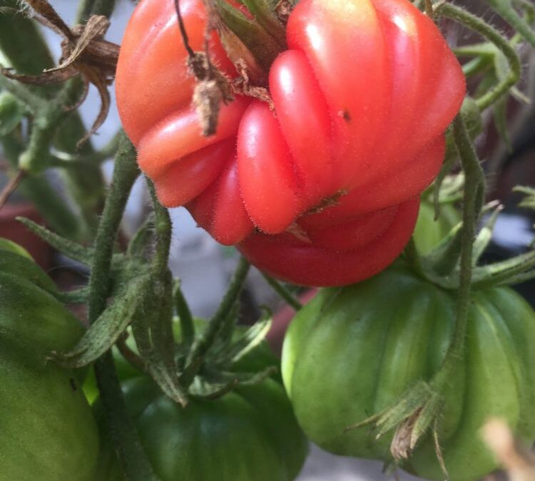 Coeur de Boeuf de Jerusalem