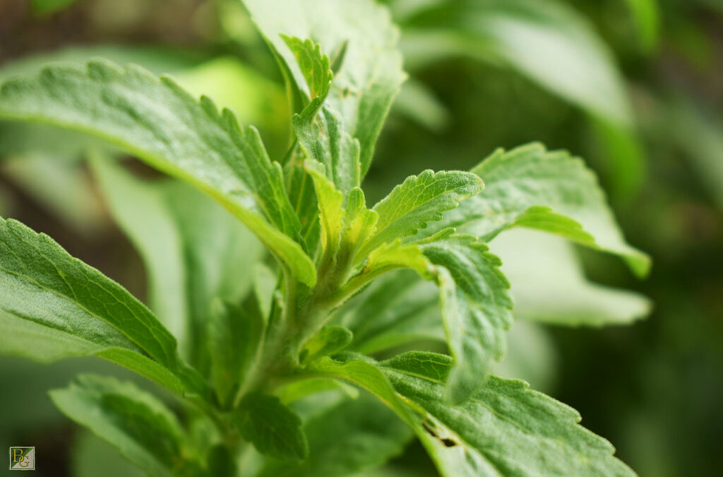 Stevia Rebaudiana