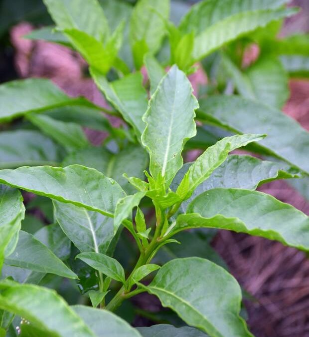 Longevity Spinach (Gynura Procumbens)