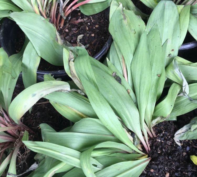 Wild Ramps