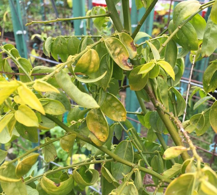 Katuk (Sauropus Androgynus)/Star Gooseberry/Sweet Leaf