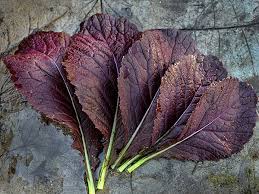 Japanese Red Mustard