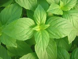 Lemon Basil (Ocimum × citriodorum)