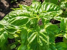 Persian Reyhan Basil/Reyhoon Basil (Ocimum basilicum)