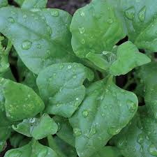 New Zealand Spinach