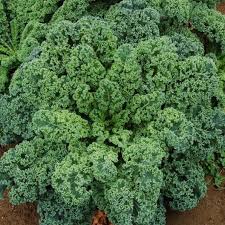 Dwarf Blue Curled Kale