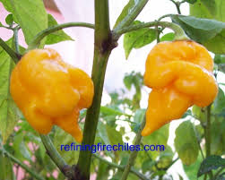 Yellow Trinidad Scorpion