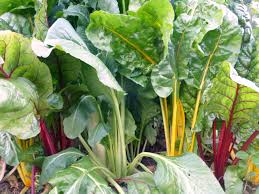 Rainbow Chard