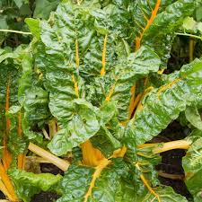 Oriole Orange Chard