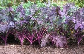 Red Russian Kale