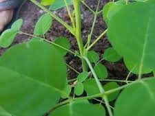 Moringa Oleifera