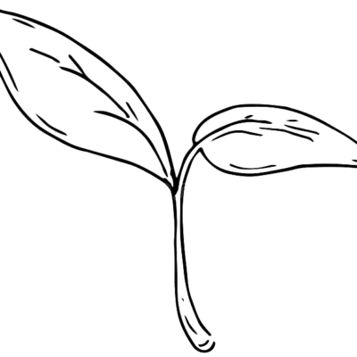 Cicoria Grumolo Rossa (Cichorium intybus)