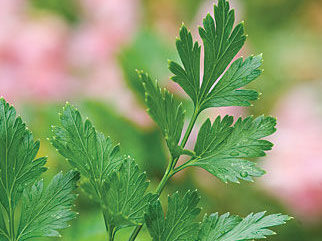 Parsley