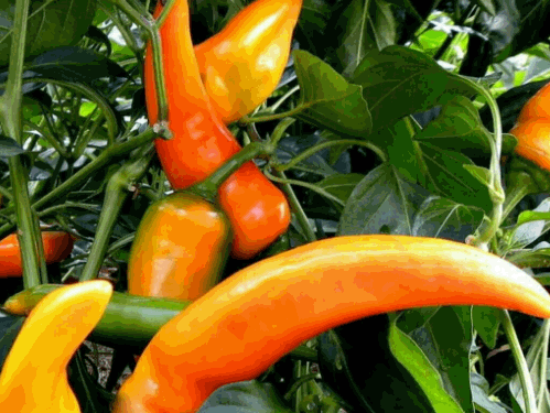 Tequila Sunrise Pepper