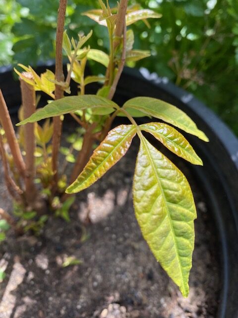 Beef and Onion plant ~ Toona Sinensis (Chinese Toon Tree/Chinese Mahogany/Chinese Cedar)