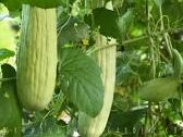 Armenian Yard Long Snake Melon Cucumber (Cucumis melo var. flexuosus)