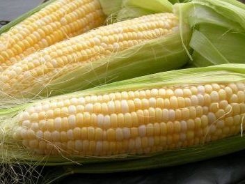Golden Bantam Sweet Corn