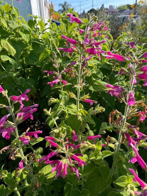 Fruit Scented (Salvia Dorisiana)