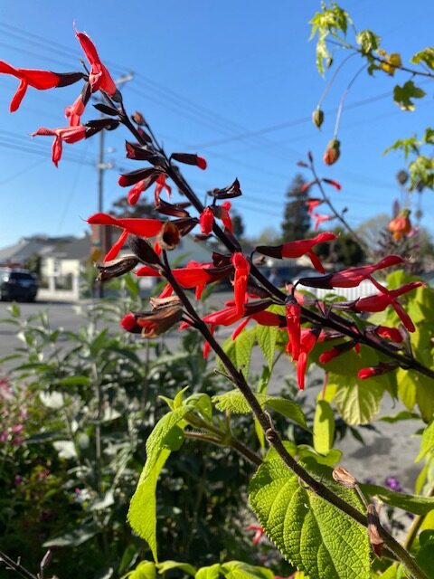 Tequila (Salvia Gesneriiflora)