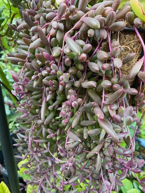 Othonna capensis ‘ruby necklace’