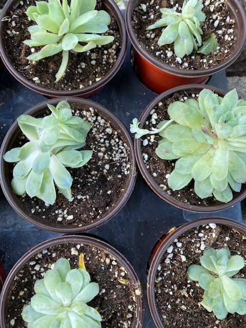 Echeveria Mexican Snow Ball