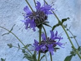 Pozo Blue (Salvia Leucophylla x Clevelandii)