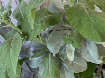 White Sage (Salvia Apiana)