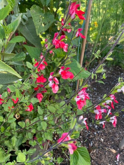 Hot Lips Salvia