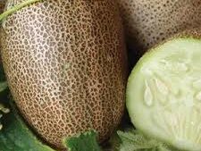 Sikkim Cucumber