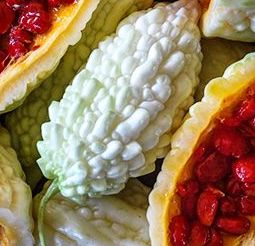 “Jyunpaku” Okinawan Pure White Bitter Melon