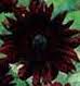 Black Magic Sunflower (Helianthus Annuus)