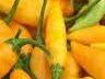 Orange Datil Pepper (Capsicum Chinense)